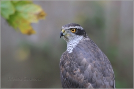 <p>JESTŘÁB LESNÍ (Accipiter gentilis) /Northern goshawk - Habicht/</p>